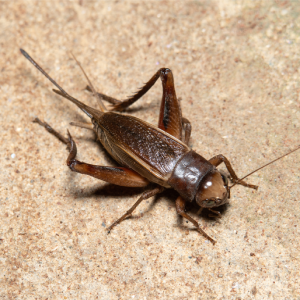 Cave Crickets