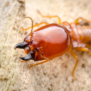 Termites