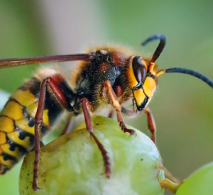 Wasps