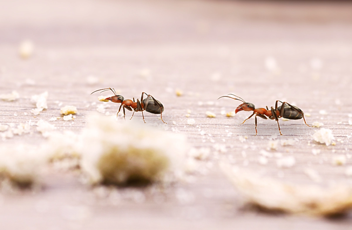 Ants crawl on the ground among crumbs, carrying some with them