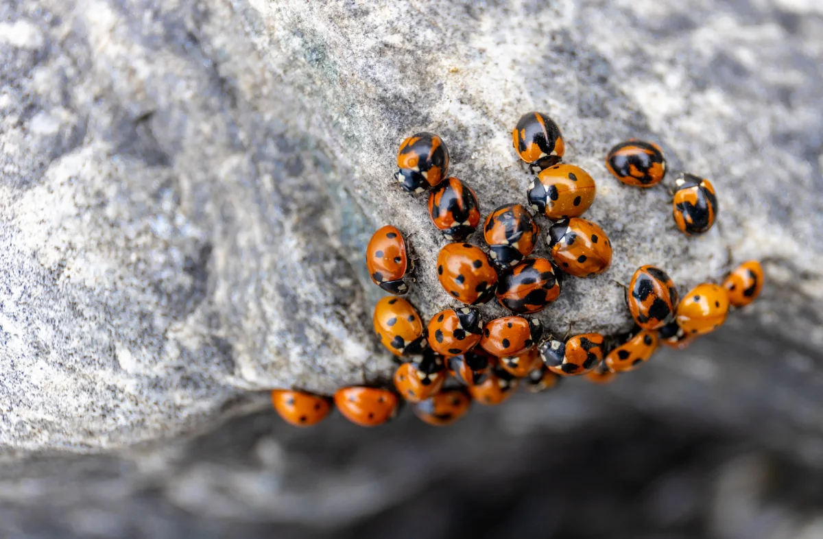 Asian lady beetles crawl in a group on a rock