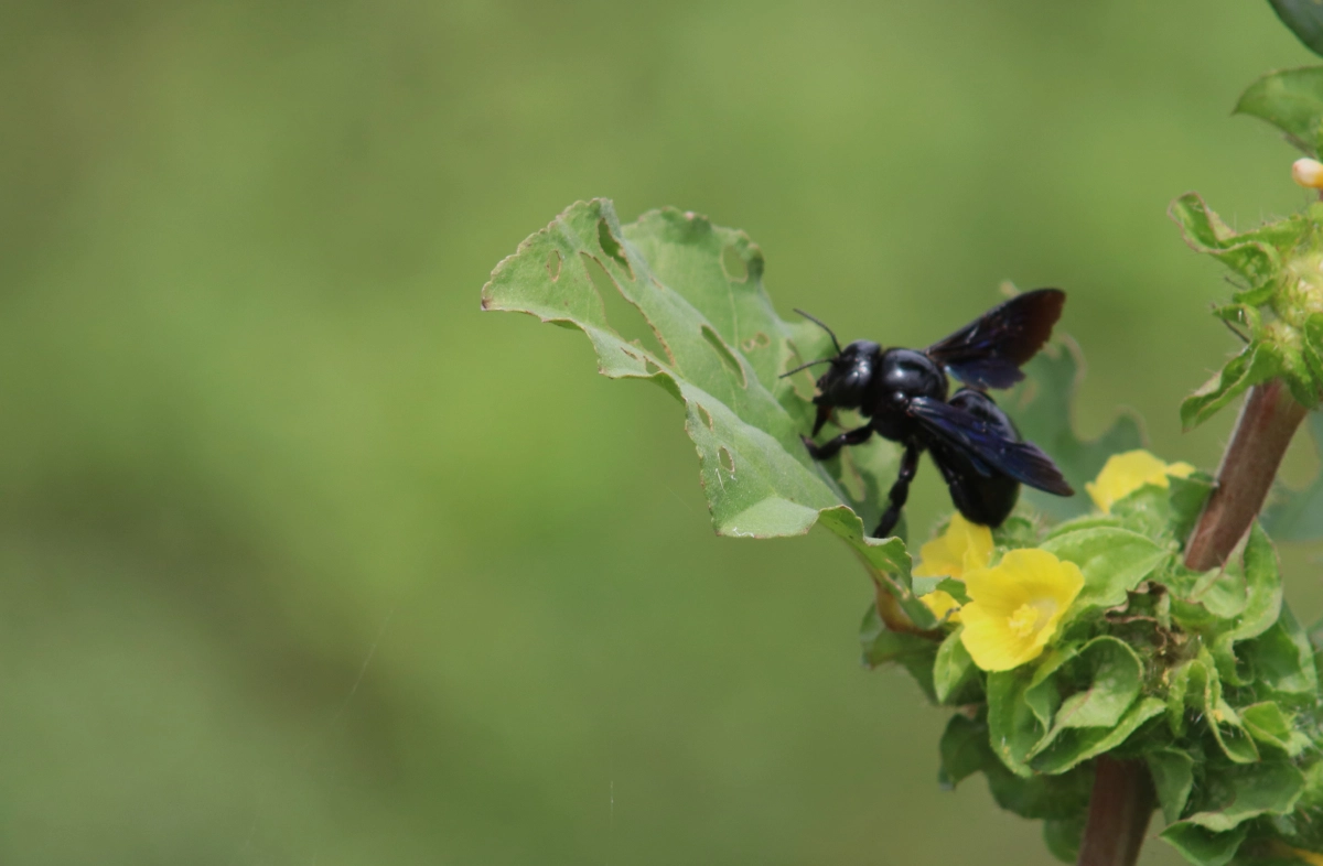 A carpenter bee sits on a leaf of a plant