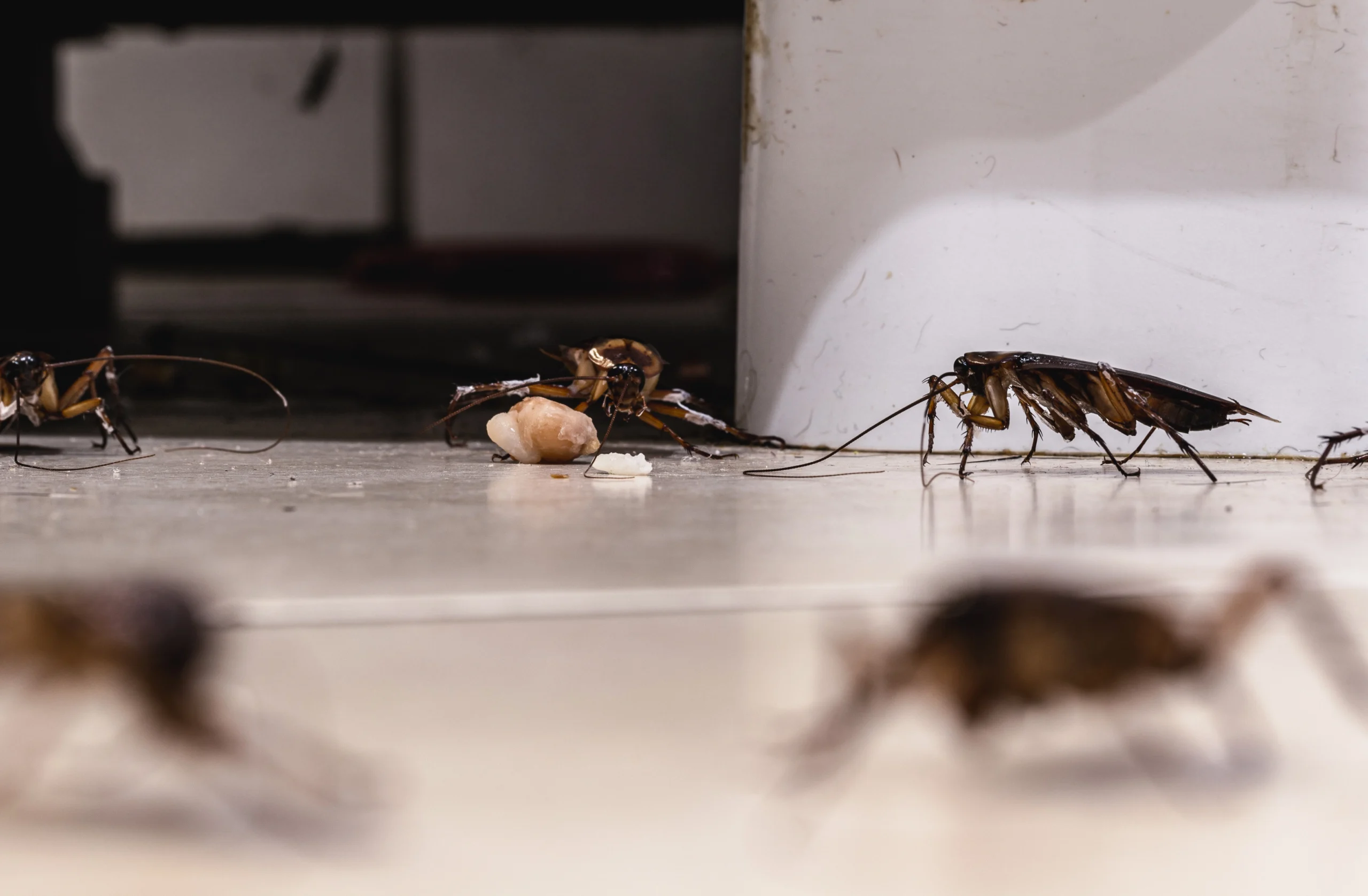 Cockroaches crawl on the floor