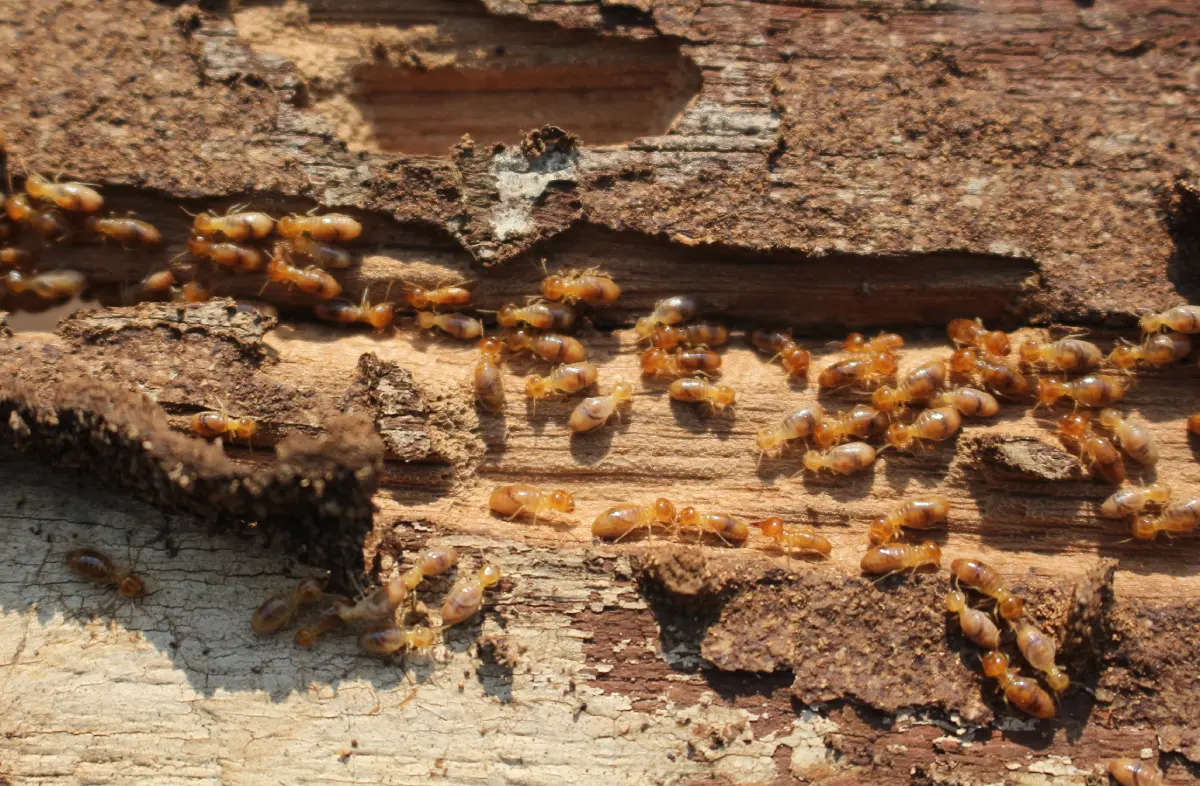 Termites crawl on a dead log