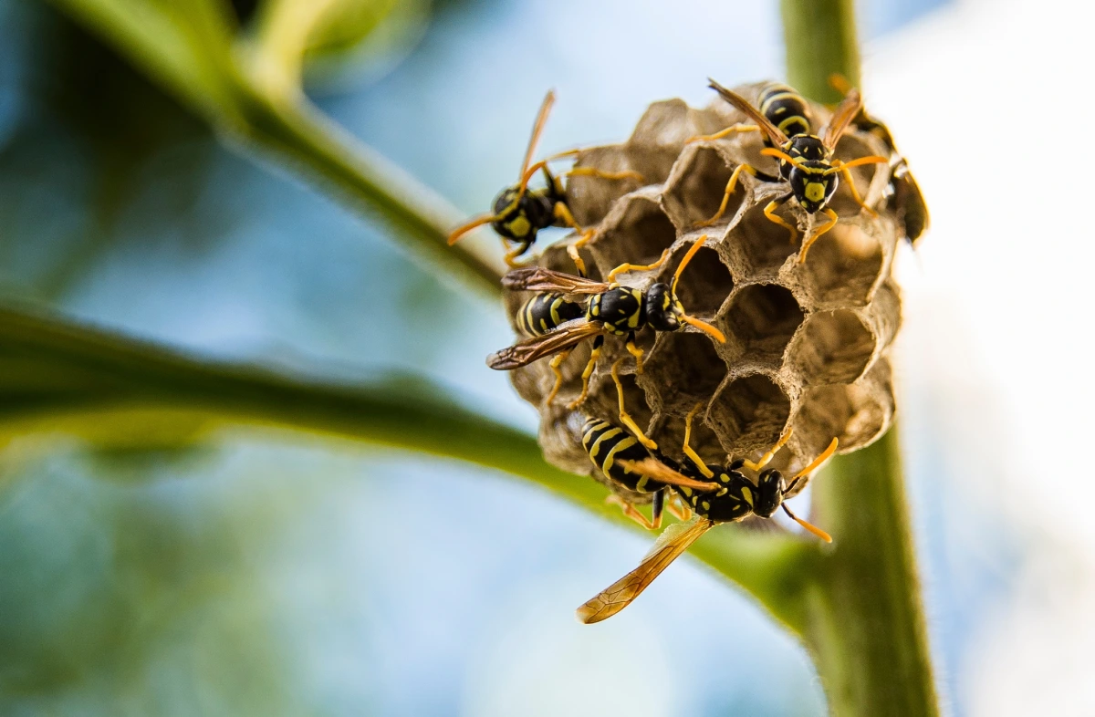 Wasps crawl around a wasp nest