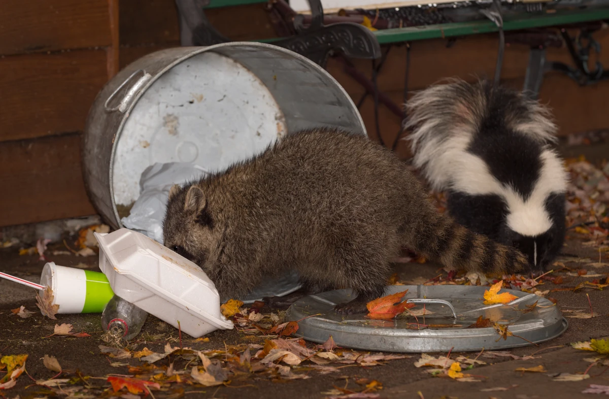 A skunk and raccoon pillage a trash can in someone's yard